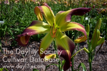 Daylily Red Raptor